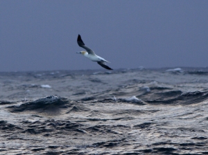 Gannet, North Atlantic